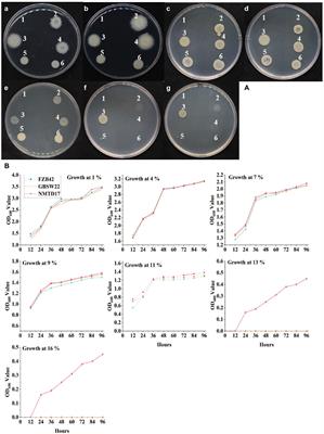 Revealing plant growth-promoting mechanisms of Bacillus strains in elevating rice growth and its interaction with salt stress